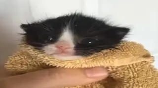 КОТЁНОК МЯУКНУЛ! 🐱😱