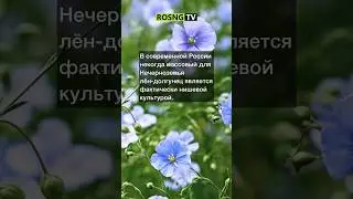 Российский лен? #село #лен #одежда #ткань #деревня #сельскоехозяйство #сельскаяжизнь #растения