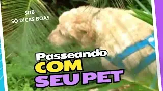 A importância de passear com seu pet