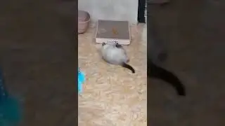 Тайский Котёнок Самурай-Цезарь.