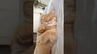 mimpi apa cing?