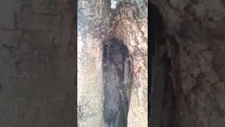 klanceng di pohon akasia