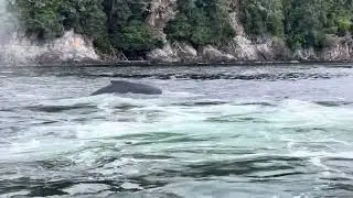 Humpback Whales Feeding in Angoon, Alaska Stopped Our Boat in Its Path!