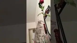 Лалина и роза