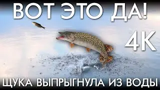 ВОТ ЭТО ДА, ЩУКА ВЫПРЫГНУЛА ИЗ ВОДЫ
