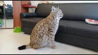 Рыся и Разное