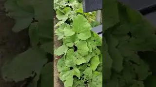 Oneplus 7 Pro - Recording 4k 60fps