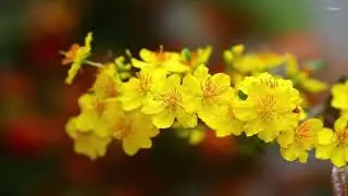 lk nhạc xuân 2019 hay nhất - nhạc xuân không lời tuyển chọn hay nhất
