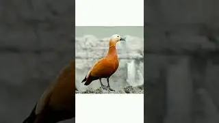 #shorts👍🦆Огарь