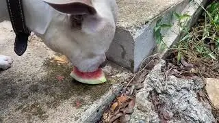 My pit bulls eating watermelon.