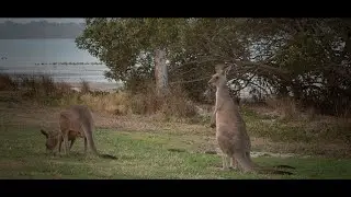 Toorbul Kangaroos - Canon XF 300