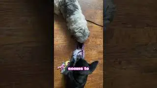 Shih Tzu isn’t sure about the big puppy. 