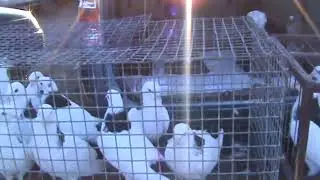 Ярмарка голубей г.Кореновск 13.02.2022г. 4часть