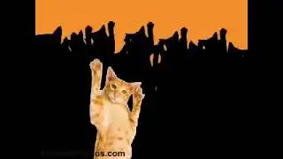 🐈