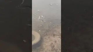 Много рыбы в маленьком озере. 