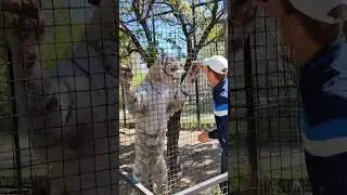 Тигр ест рыбу из рук