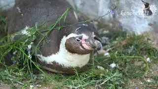 海響館 クウちゃんが、草だらけになっていました