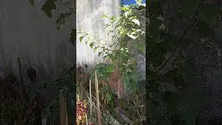Conheça pé de jurubeba.