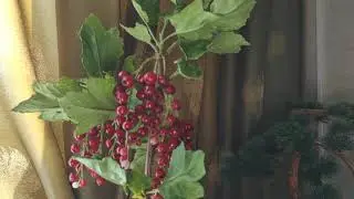 Веточка красной смородины из флористической полимерной глины ручной работы.