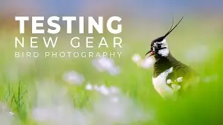 Testing out a new Camera Combo for Bird Photography | Herdla Nature Reserve | Norway