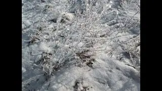 Подарки февраля. Красивый зимний день/Природа зимой