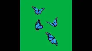Mentahan Green Screen Animasi kupu-kupu biru ❗
