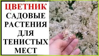 Что посадить в тени?