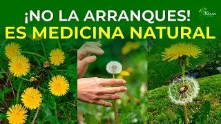 Dandelion: Properties, Medicinal Benefits, and How to Grow It at Home | Miracle Plant