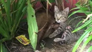 The mother cat brought her baby and older daughter