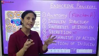 Anatomy and Physiology of Pancreas (Hindi)