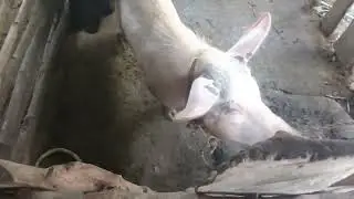 GAANO KADALING ALAGAAN ANG MGA BIIK BAGO ITO MAIBENTA+KAILAN MAARING MAGLANDI ANG INAHING BABOY