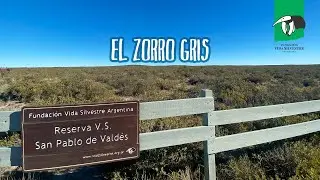 Un zorro gris en nuestra reserva de Vida Silvestre San Pablo de Valdés