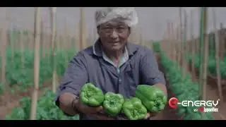 Alcaline Power 4 Energias  - Experiência de quem usou o alcaline power (Agricultura e Hidroponias)