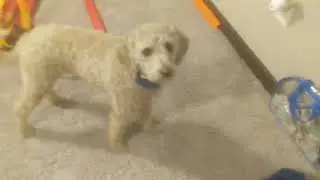 doors reality - episode 1🤣