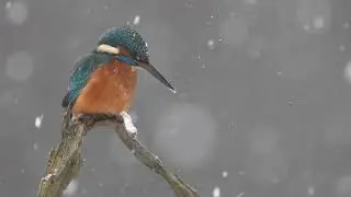 Kingfisher snow HBN 3852