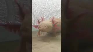 Аксолотль