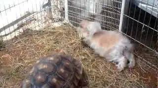 Big A$$ Turtle and Cool Rabbit!