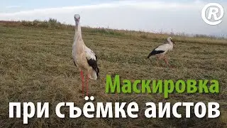 Маскировка при съёмке аистов. Консультируем экспертов.