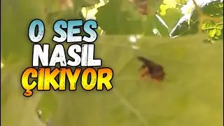 Yaprak Haşeresi Arı   | Bitki Mühendisi