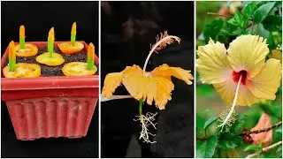 Grow a hibiscus tree from a cutting using a tomato || easy and unique method!