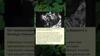 Как переманивали медведей на сторону Вермахта в Великую Отечественную Войну?