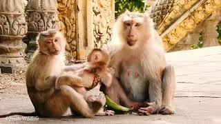Jealousy Sister Monkey with Her Brother