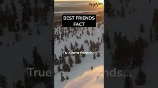 True best friends… #shorts #psychology #psychologyfacts