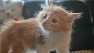 Котэ Возмездия