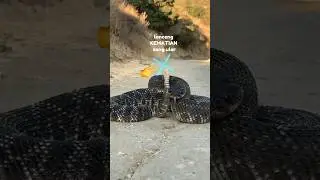 wild life - dangerous type of snake #hewan #satwa #fauna