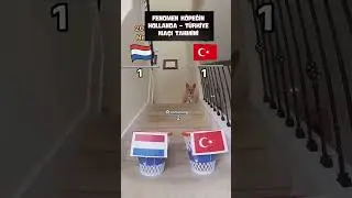Fenomen Köpek Steph Furry Hollanda - Türkiye Maçını Tahmin Etti! #türkiye #euro2024