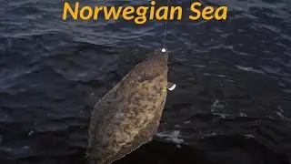Norwegian Sea - Atlantic halibut | Giant shad | Russian Fishing 4  rf4 spot #11