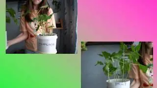 Презентация Влияние обработки семян фасоли растворами химических веществ на рост и развитие растений