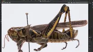 Grasshopper Substance Painter part 7