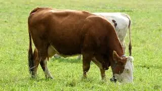 Cow | No Copyright Video